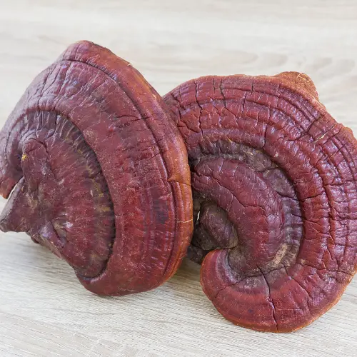 hongo rojo Ganoderma Lucidum